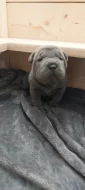 Štěňata Shar-pei, šarpej