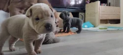 Štěňata Shar-pei, šarpej