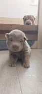 Štěňata Shar-pei, šarpej