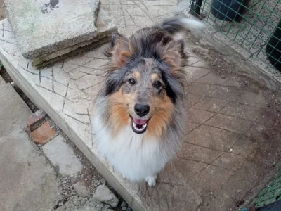 Sheltie - Fenka