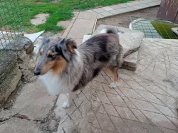 Sheltie - Fenka