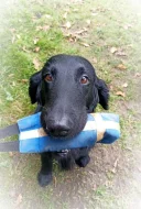 Flat Coated Retriever - černí pejsci s PP