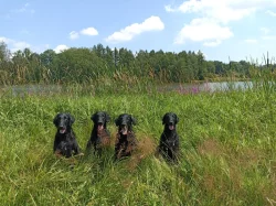 Flat Coated Retriever - černí pejsci s PP