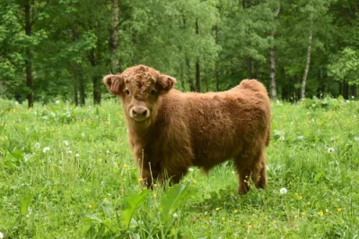 Prodám letošní a loňské býčky Highland-Skotský náhorní skot