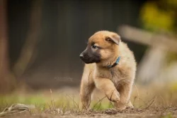 Belgický ovčák malinois