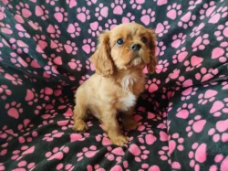 Kavalír King Charles Spaniel s PP