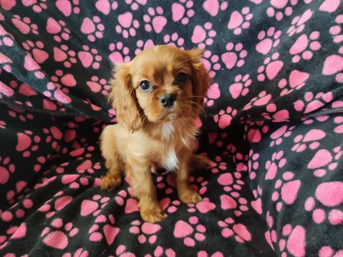 Kavalír King Charles Spaniel s PP