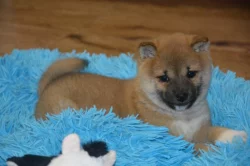 Shiba inu s průkazem původu