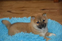 Shiba inu s průkazem původu