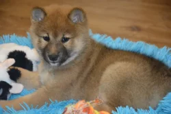 Shiba inu s průkazem původu