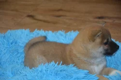 Shiba inu s průkazem původu