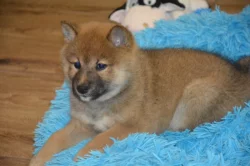 Shiba inu s průkazem původu