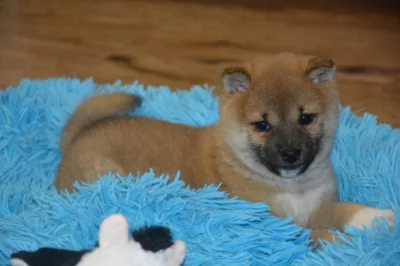 Shiba inu s průkazem původu