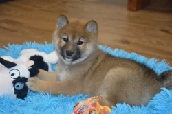 Shiba inu s průkazem původu