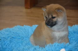 Shiba inu s průkazem původu