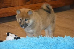 Shiba inu s průkazem původu