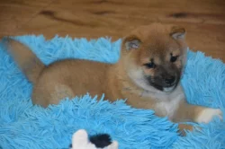 Shiba inu s průkazem původu