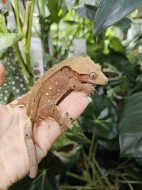 Pagekon řasnatý / ciliatus - dospělé samice