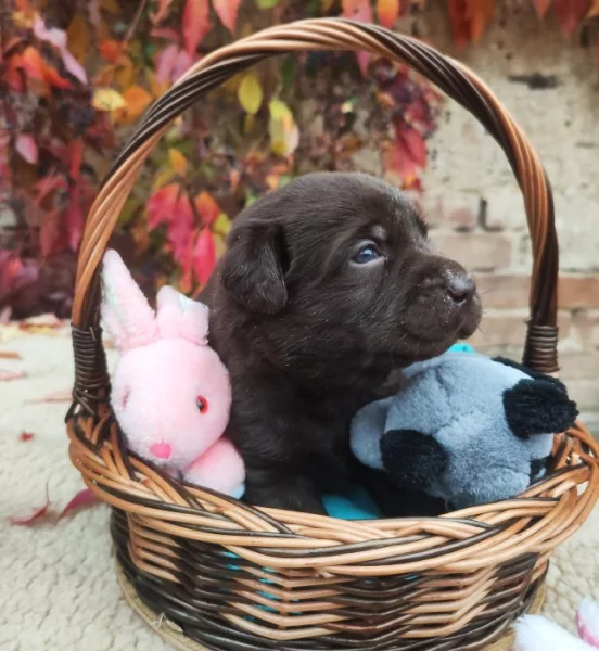 Nabídka  štěňat labradorských retrieverů