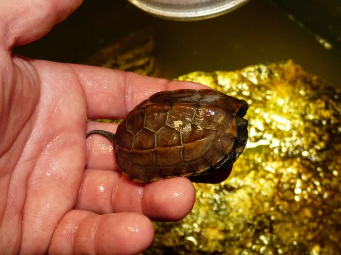 Želva trojkýlná (Mauremys reevesii) vlastní odchov