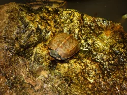 Želva trojkýlná (Mauremys reevesii) vlastní odchov