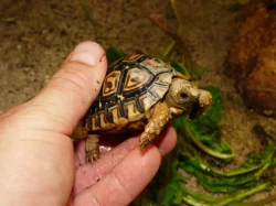 Želva pardálí (Stigmochelys pardalis)