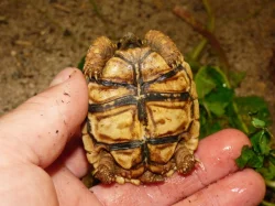 Želva pardálí (Stigmochelys pardalis)