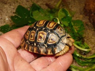 Želva pardálí (Stigmochelys pardalis)