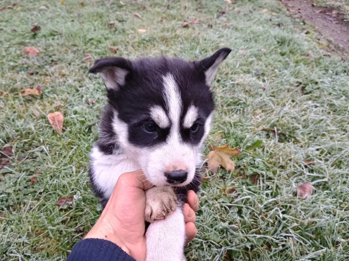 Sibiřský husky