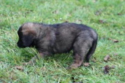 Leonberger - štěňata s PP