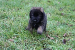 Leonberger - štěňata s PP