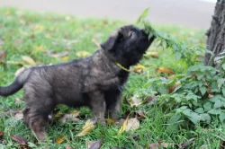 Leonberger - štěňata s PP