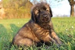 Leonberger - štěňata s PP