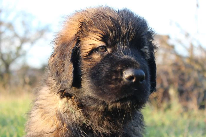 Leonberger - štěňata s PP