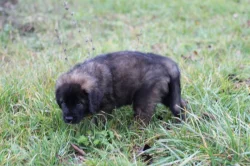 Leonberger - štěňata s PP