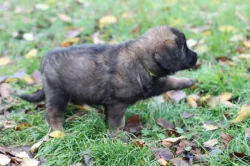 Leonberger - štěňata s PP