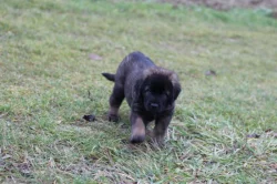 Leonberger - štěňata s PP