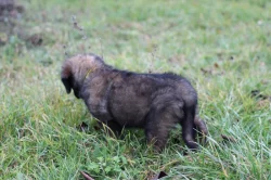 Leonberger - štěňata s PP