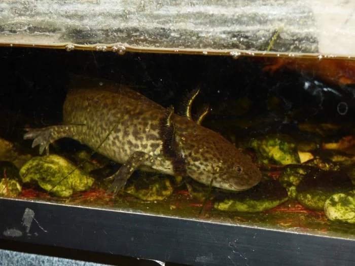 Axolotl mexický (Ambistoma mexicanum)