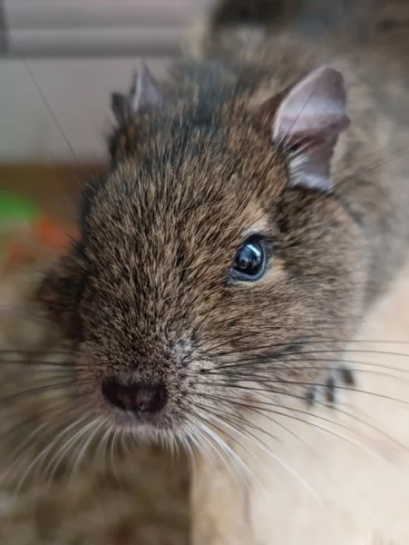 Darujeme osmáka degu