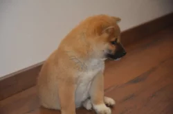 Shiba inu s průkazem původu