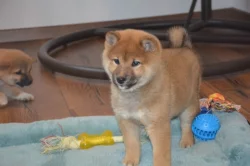 Shiba inu s průkazem původu