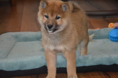 Shiba inu s průkazem původu