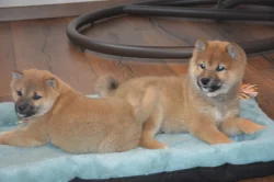 Shiba inu s průkazem původu