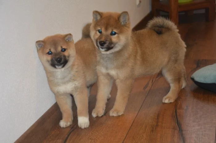 Shiba inu s průkazem původu