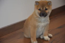 Shiba inu s průkazem původu