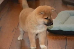 Shiba inu s průkazem původu