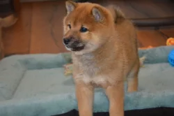 Shiba inu s průkazem původu