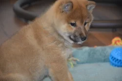 Shiba inu s průkazem původu