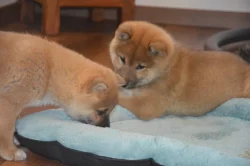 Shiba inu s průkazem původu